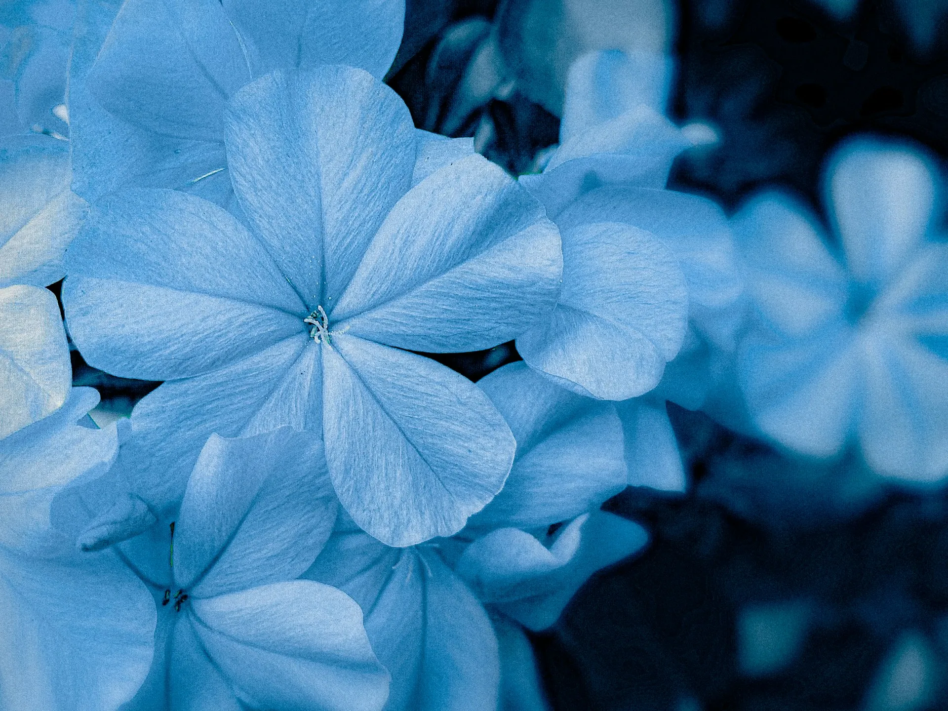 Hydra 4x zbQ16Ix2ds unsplash