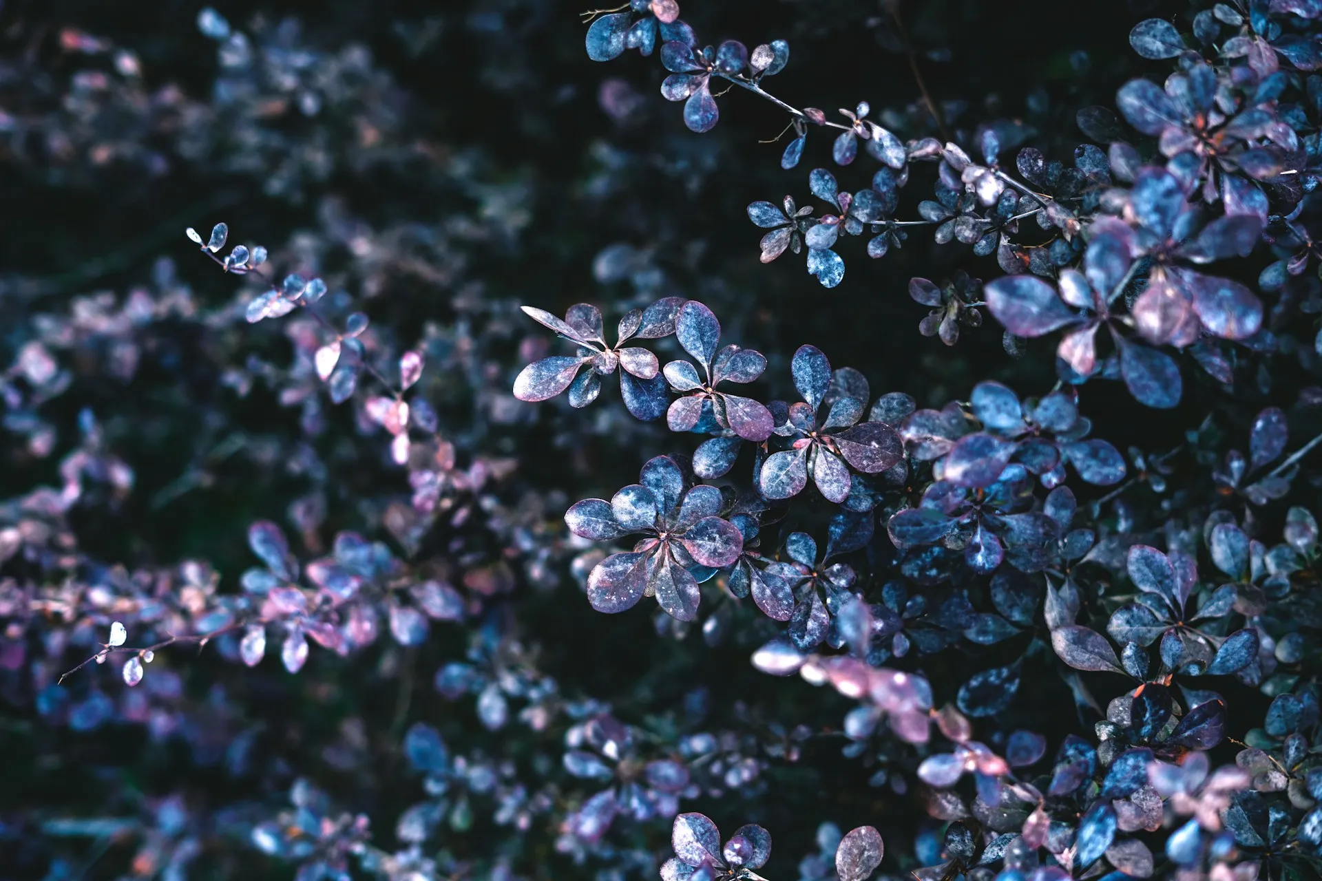 Mohammad dadkhah SXUaBPzbz2g unsplash