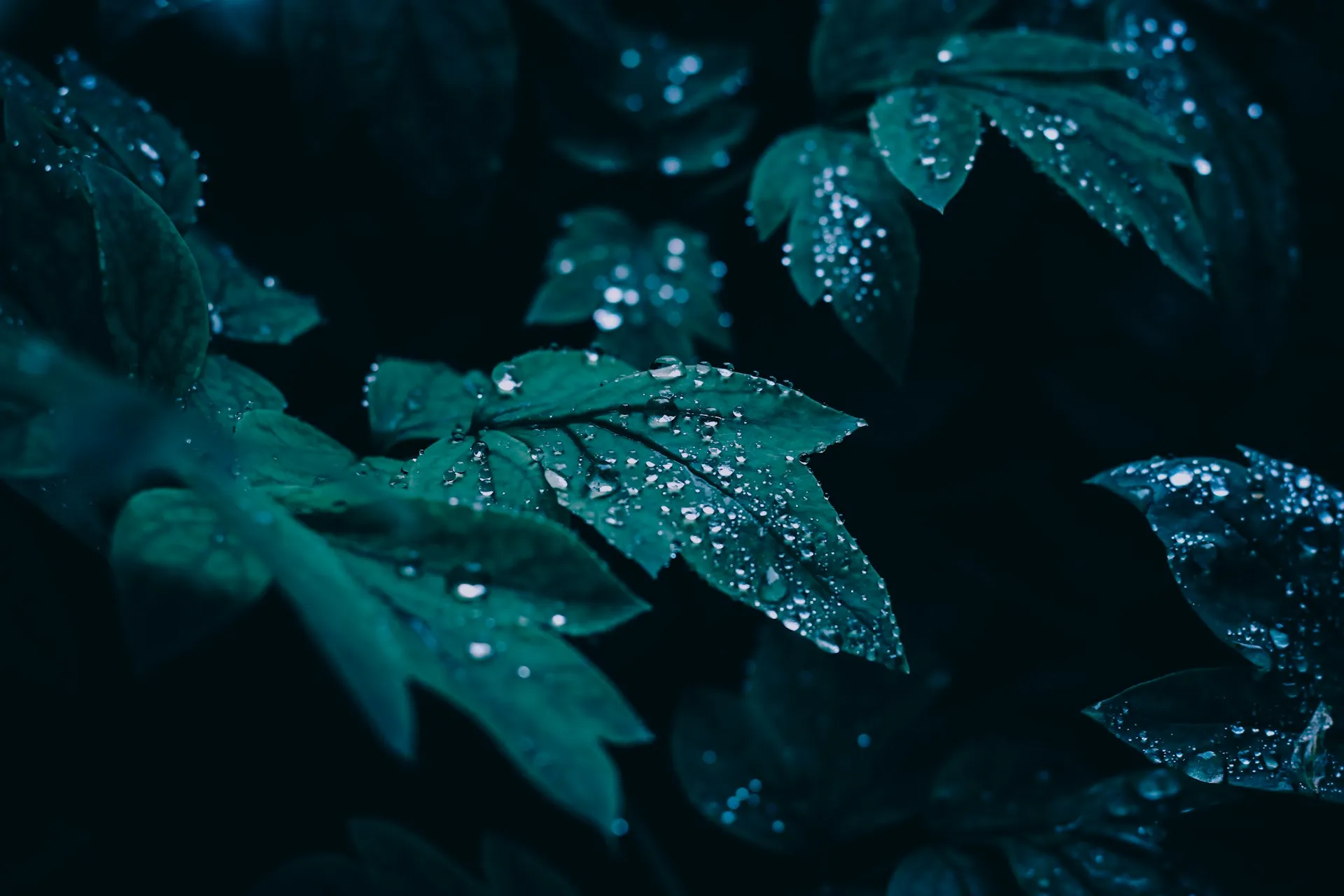 Nastia petruk IsEHeL91q Y unsplash
